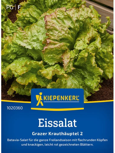 Eissalatsamen Grazer Krauthäuptel 2