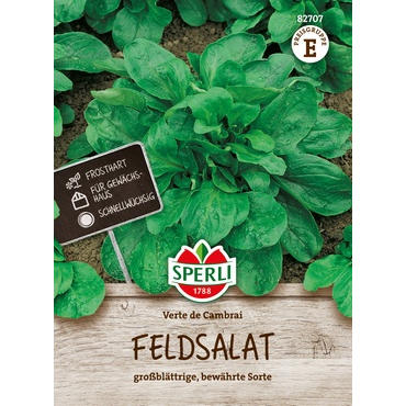 Feldsalat Verte de Cambrai