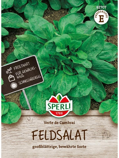 Feldsalat Verte de Cambrai