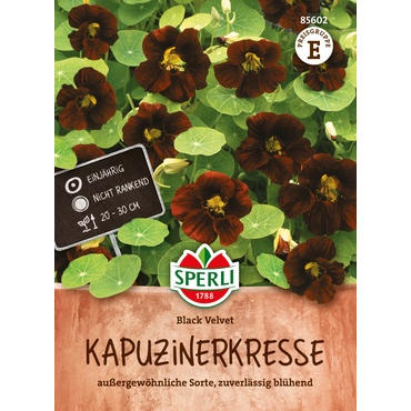 Kapuzinerkresse Black Velvet