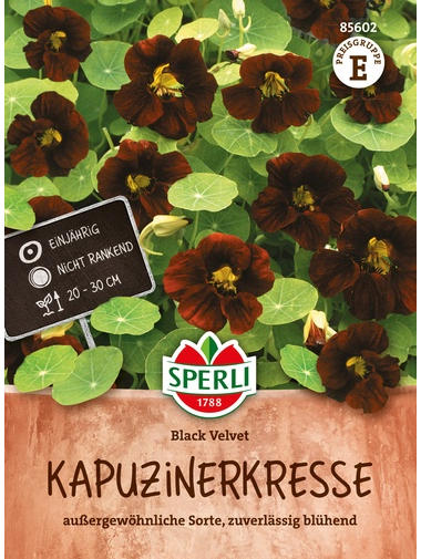 Kapuzinerkresse Black Velvet