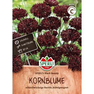 Kornblume SPERLI's Black Beauty