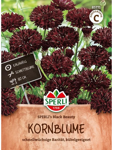 Kornblume SPERLI's Black Beauty