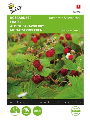 Monatserdbeeren Rügen Baron von Solemacher