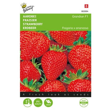 Erdbeeren Grandian F1