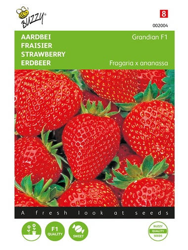 Erdbeeren Grandian F1