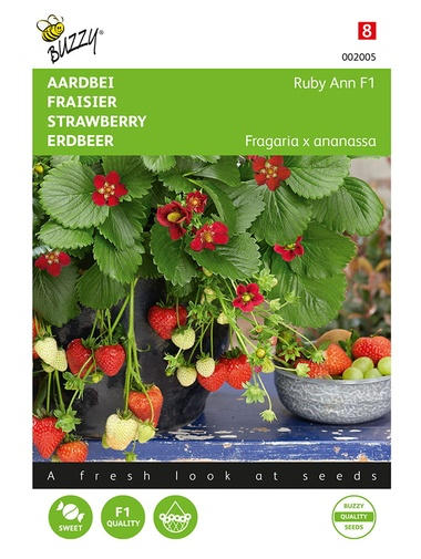 Erdbeeren Ruby Ann F1