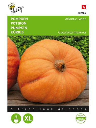 Kürbis Atlantic Giant