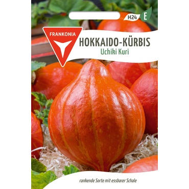 Hokkaido-Kürbis Uchiki Kuri