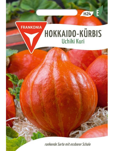 Hokkaido-Kürbis Uchiki Kuri