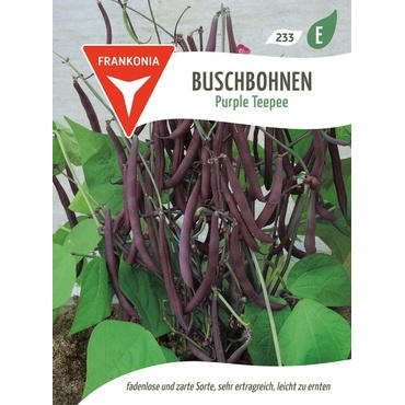 Buschbohnen Purple Teepee