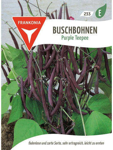 Buschbohnen Purple Teepee